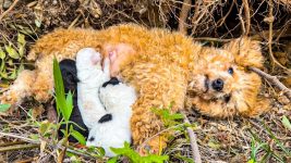 LTT Animal || Urgent: Newborn Puppies Saved: A Mother Dog’s Incredible Recovery