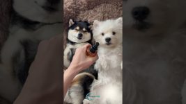 Professional Dog Spa Techniques: Secrets for Shiny Fur and Health!