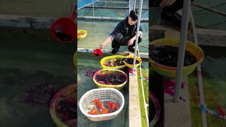 Teach everyone how to disinfect a fishpond with potassium permanganate #koi#fish #pets #goldfish