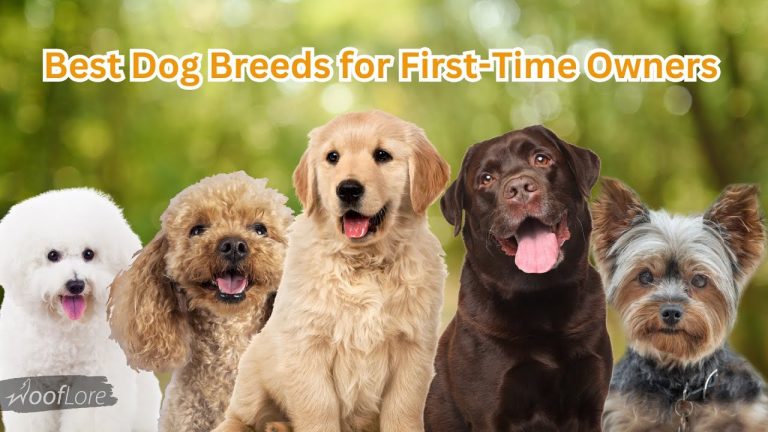 Top 10 Best Dog Breeds for First-Time Owners 🐶