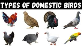 Types Of Domestic Birds | Domestic Birds Vocabulary | Birds For Kids #birds #education