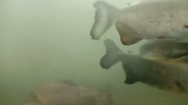 all types of domestic fishes