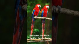 10 Smart Pet Birds You Can Easily Train