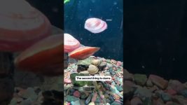 3 things to make your fish healthy