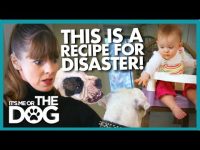Aggressive Bull-Dogs Attack Children | It's Me or The Dog USA