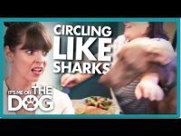 Aggressive Dogs Jump Up at Owners during Dinner |  It's Me or The Dog