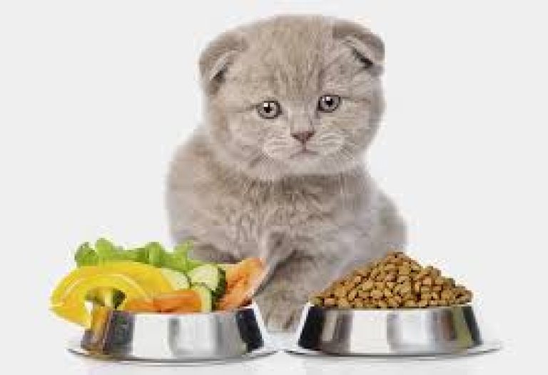 Best Diet Cat Treats: Low-Calorie Treats for Weight Management