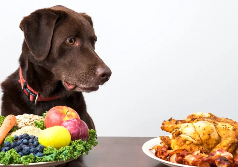 What are the Healthiest Options When It Comes to Dog Treats?