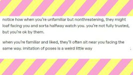 Explaining Cat Behavior