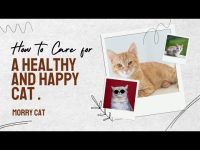 HOW TO CARE FOR A HEALTHY AND HAPPY CATS