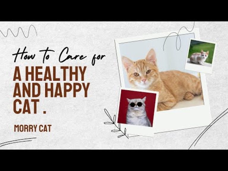HOW TO CARE FOR A HEALTHY AND HAPPY CATS