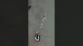 Monsters ARE real! Giant White Sturgeon | #sturgeon #fishing #britishcolumbia