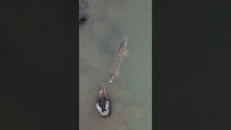 Monsters ARE real! Giant White Sturgeon | #sturgeon #fishing #britishcolumbia