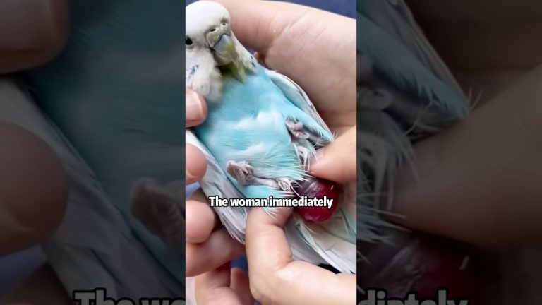 Picked up a parrot with a difficult birth #animails #cute #birds #parrot #lovestory