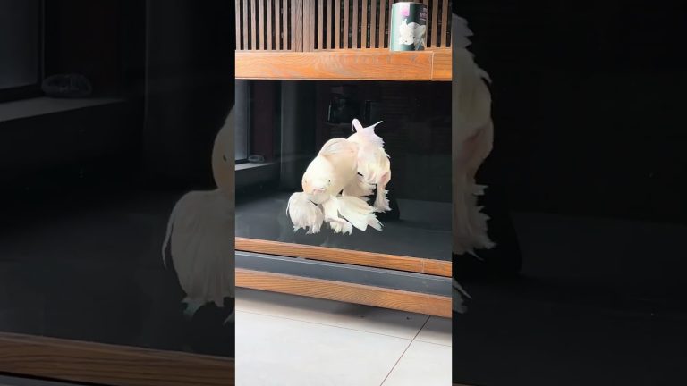 The fish that looks like it's wearing a wedding dress also has high requirements for water quality.