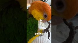 The most loyal little bird #love #shorts #animals #pets #cute