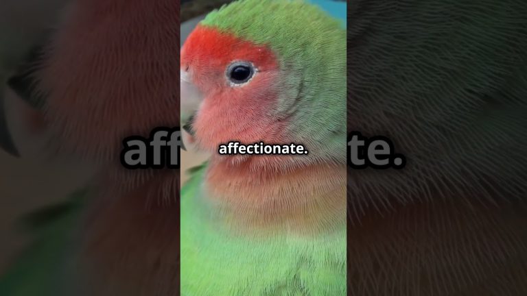 Top 5 Pet Birds You’ll Love!