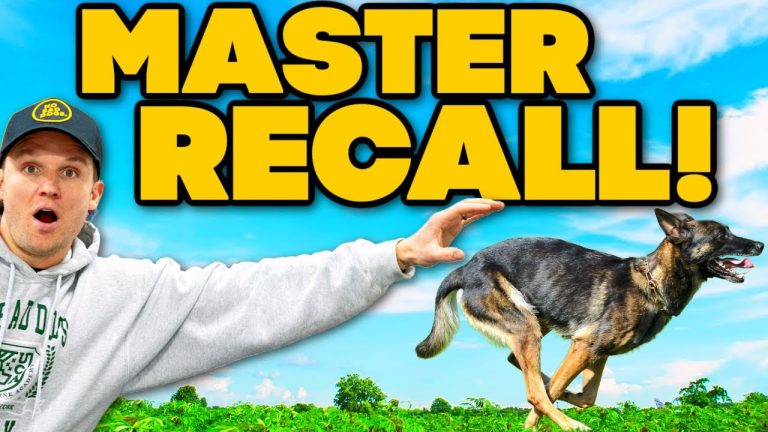 Train your dog to come to you no matter what