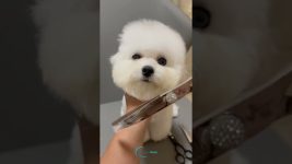 Want SHINY Fur? Here's the PROFESSIONAL Dog Spa Technique!