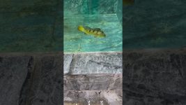 What I'm most afraid of is the fish – feeding session. They eat so ferociously. #koi #fish#pets