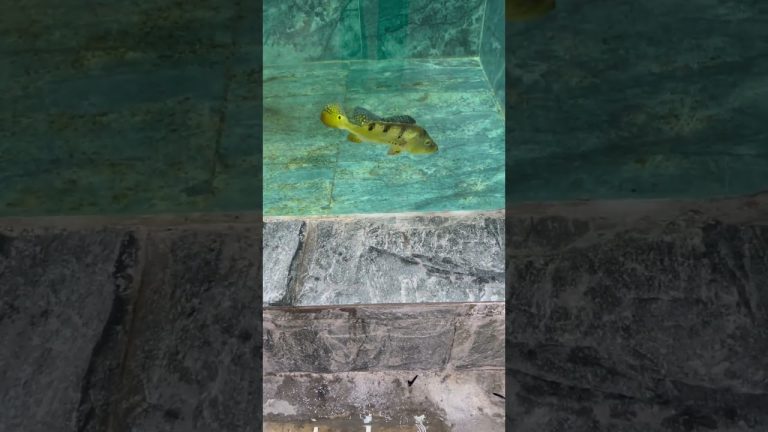 What I'm most afraid of is the fish – feeding session. They eat so ferociously. #koi #fish#pets