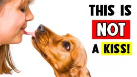 When Dogs LICK You, It Means THIS! (ALL About Dog Licks) 🐶