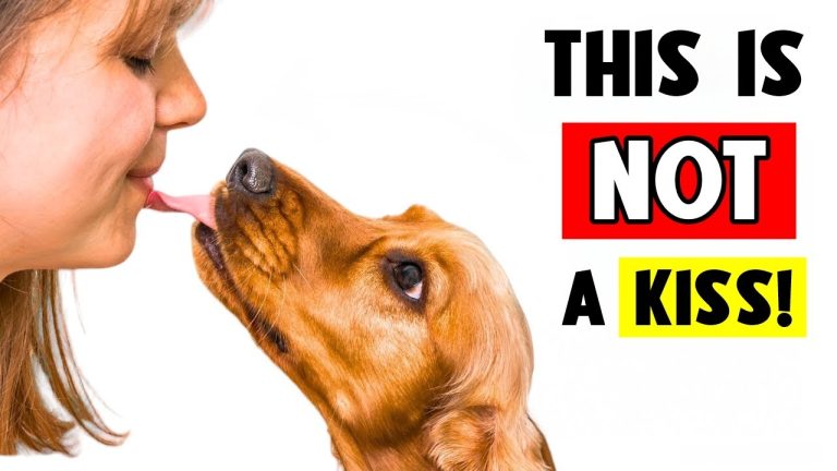 When Dogs LICK You, It Means THIS! (ALL About Dog Licks) 🐶