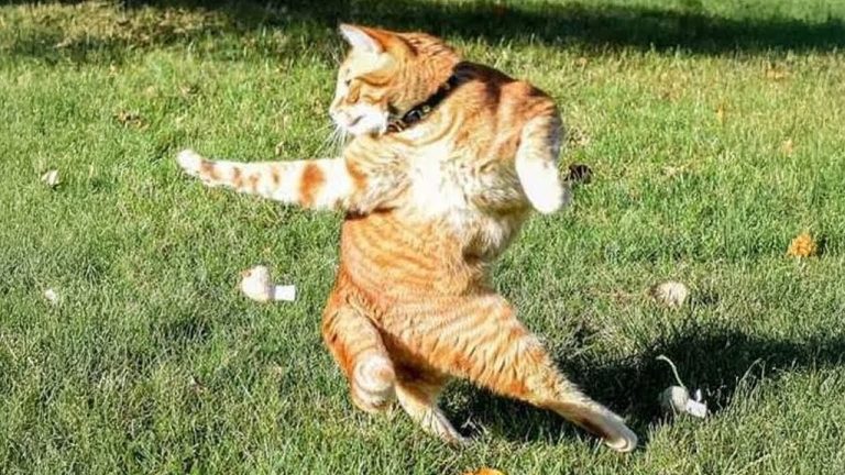 When Orange Cat Behavior Keeps You Guessing! 🐾❤️