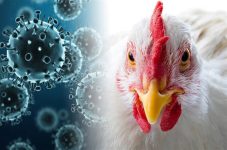 Bird Flu and Your Pet’s Food: How to Keep Your Furry Friend Safe in a Risky World