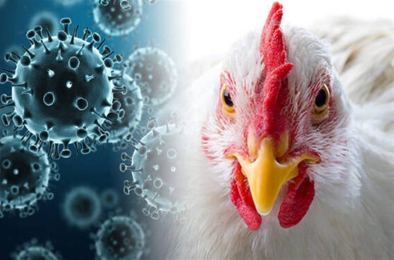 Bird Flu and Your Pet’s Food: How to Keep Your Furry Friend Safe in a Risky World