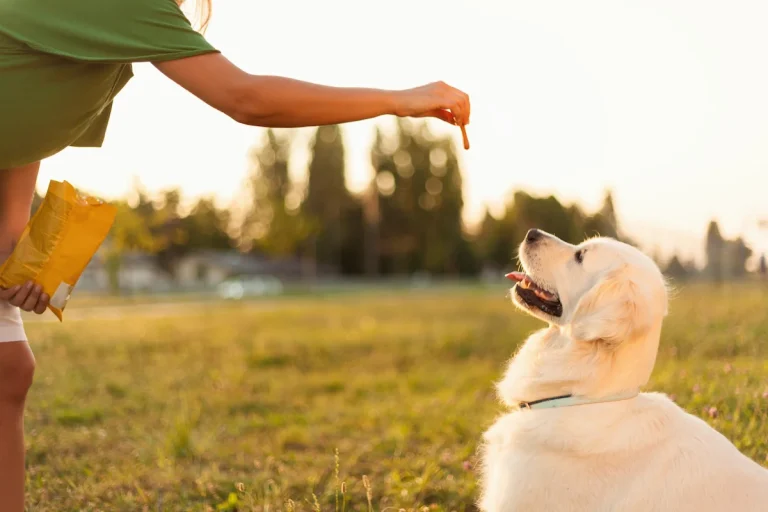 The Best Dog Training Treats: A Comprehensive Guide to Healthy, Tasty Options and Competitors