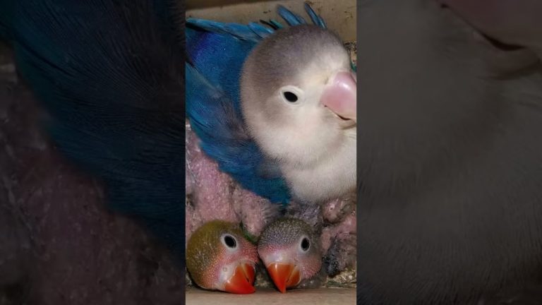 Beautiful birds in one frame ✨❤️🦜❣️🐦#birdslover #beauty #parrotbeauty #parrots #lovebirds #❤️✨🐦