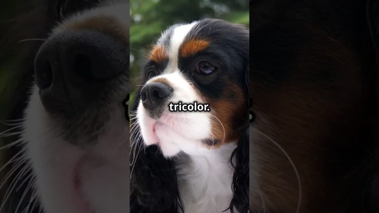 Cavalier King Charles Spaniel | The Affectionate Lap Dog | Facts and Care Tips #dogs #pets #pet #dog