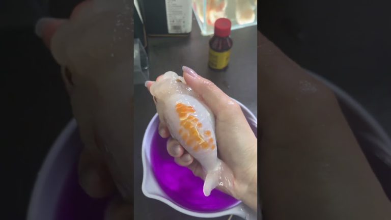 Disinfect the goldfish with potassium permanganate.#goldfish #koi #koifish #fish #indian #American