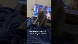 Interrupt your cat while making “sin biscuit”🥹#fyp #cat #behavior #catlover #catsoftiktok