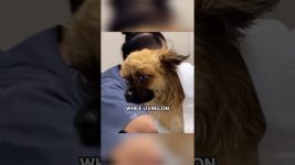 Lucky stray dog.#shortvideo #shorts #fyp #amazing #animals #dog #puppy #rescue #healing #cute