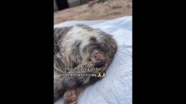 Please help Lina get her treatment befor it's late.Link in our boi for any Kind of help#donate#care#