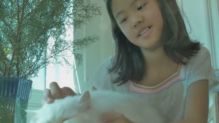 Top 10 Best Cat Breeds for Families! #cats