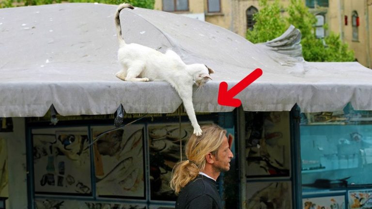 Typical cat behavior 😹 Funniest Domestic Pets CATS😺and DOGS🐕 Videos