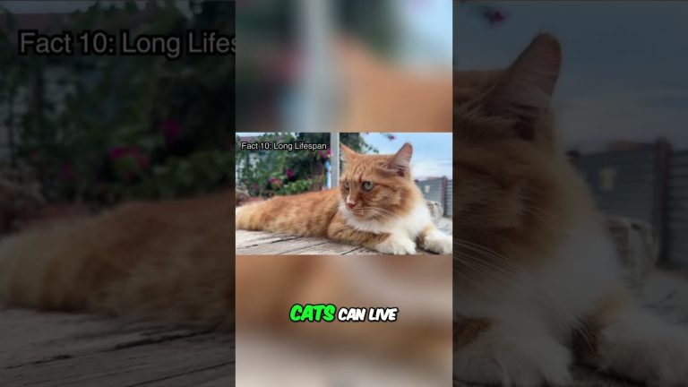 Unlocking the Secrets to Playful Cats: Health & Longevity