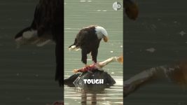 Why Do Captive Birds Need Their Beaks Trimmed?