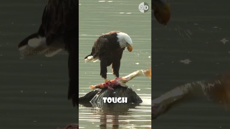 Why Do Captive Birds Need Their Beaks Trimmed?