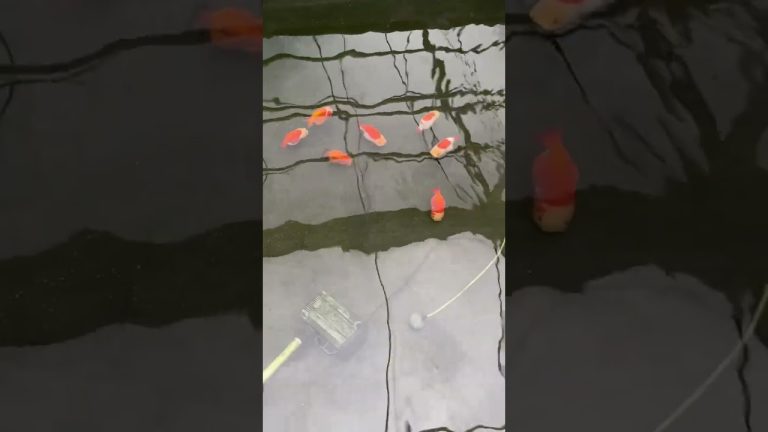 Winter has already arrived in China, and cold-water fish also need to have a physical examination.