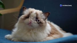 “10 Most Popular Cat Breeds You’ll Fall in Love With!”🐈#animals #cat #pets #subscribe #support