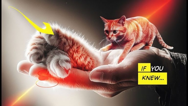 13 Things Your Cat WISHES You KNEW