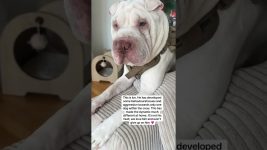 @the_wrinkled_life: #doglover #dog #dogs #puppy