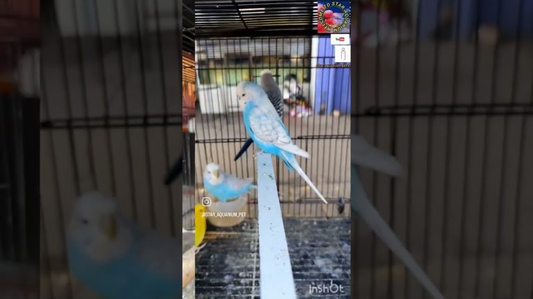 ..😱All types of birds.. star aquarium pets 🎊 #shorts #trending #trending #viralshort #pets