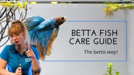 Betta Fish Care for Beginners – You Betta know this!