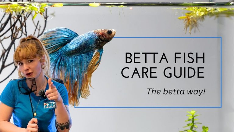 Betta Fish Care for Beginners – You Betta know this!