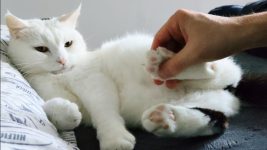 😼 Cat behavior before and after eating 🍽️